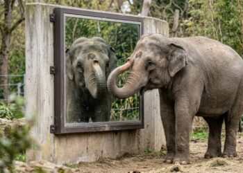 Elefante reconhece a própria imagem no espelho e entra em grupo raro de animais