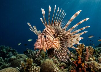 O invasor que está devorando o mar brasileiro: peixe-leão avança e coloca espécies nativas em risco