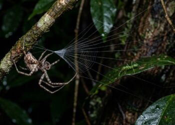 Cientistas descobrem uma aranha que parece desafiar a engenharia da natureza: ela passa horas montando uma armadilha que a própria presa ativa em milissegundos