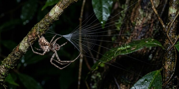 Cientistas descobrem uma aranha que parece desafiar a engenharia da natureza: ela passa horas montando uma armadilha que a própria presa ativa em milissegundos