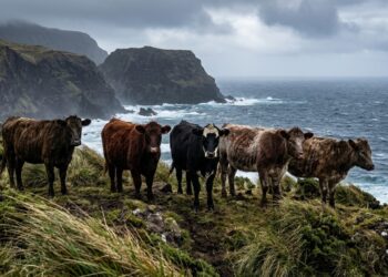 Em 1871, um fazendeiro abandonou 5 vacas em uma ilha deserta. 130 anos depois, cientistas analisaram o DNA delas e ficaram surpresos