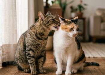 Quando um gato lambe o outro, nem sempre é carinho: estudo revela sinais de amizade e tensão