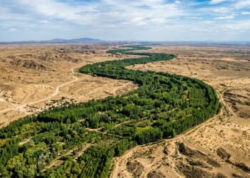 66 bilhões de árvores depois, a muralha verde da China revela um detalhe inesperado