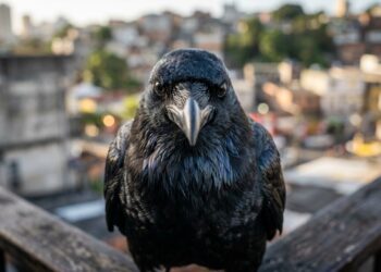 O animal que guarda rancor eterno e lembra do teu rosto pra sempre