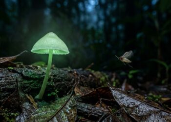O fungo amazônico que brilha no escuro e que ribeirinhos usam há séculos como lanterna natural nas trilhas da floresta à noite