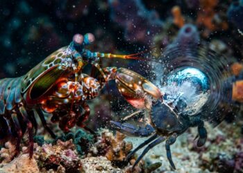 Parece superpoder de filme, mas esse pequeno habitante do mar dispara um golpe com a força de uma explosão real.