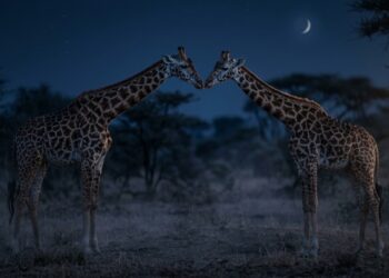 O segredo da voz das girafas: elas se comunicam com um som tão discreto que humanos raramente percebem