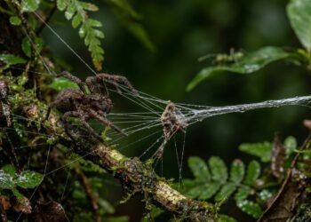 Aranha recém-descoberta usa teia como catapulta para arremessar formigas