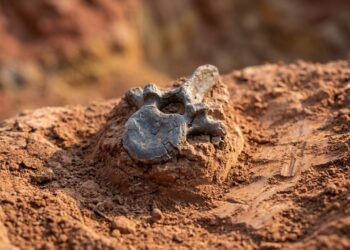 Nova espécie de dinossauro com pescoço extremamente longo descoberta graças a um único osso