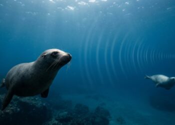 Super audição! As focas conseguem identificar sons mesmo debaixo d’água usando um sistema auditivo adaptado ao ambiente marinho