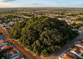 O maior cajueiro do mundo e o santuário do peixe-boi ficam na mesma cidade