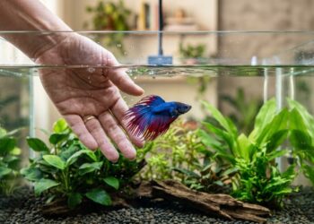 O que ninguém te conta antes de ter um peixe betta: custos, aquário e cuidados indispensáveis