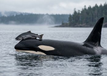 Orca aparece usando salmão como chapéu 37 anos após comportamento misterioso surgir no Pacífico