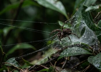 Foi descoberto uma aranha que parece desafiar a engenharia da natureza: ela passa horas montando uma armadilha que a própria presa ativa em milissegundos