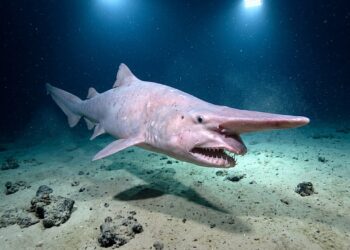 O peixe que vive mais de 100 anos e só foi filmado vivo pela primeira vez em 2026