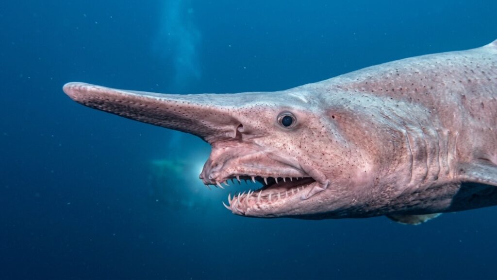 O peixe que vive mais de 100 anos e só foi filmado vivo pela primeira vez em 2026