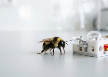 Mamangabas resolvem teste clássico de inteligência sem treinamento e desafiam o que se sabia sobre insetos