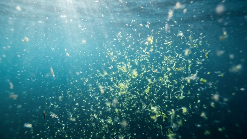 Como as baleias fertilizam os oceanos e ajudam o planeta
