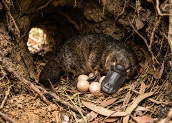 O único mamífero do mundo que põe ovos e detecta presas por eletricidade