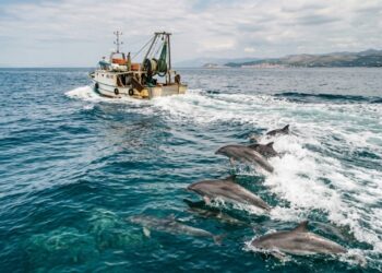 Golfinhos do Adriático seguem barcos de pesca em sinal preocupante de falta de presas