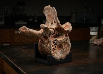 1 única vértebra revela nova espécie de dinossauro de pescoço muito longo na Tailândia
