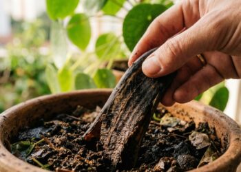 Casca de banana escurecida pode virar aliada das plantas quando usada do jeito certo