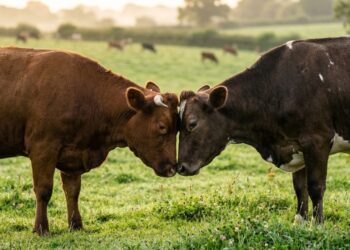 Vacas também têm melhores amigas: estudo revela que elas ficam estressadas e até com o coração acelerado quando são separadas