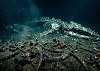 Foi descoberto nas profundezas do oceano Índico um enorme 'cemitério de baleias' com 1200 km de extensão!