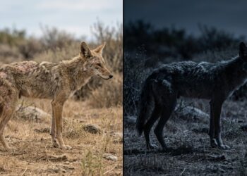 Chupacabras existe? 5 animais que foram confundidos com lendas urbanas