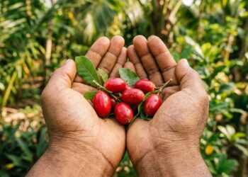O mistério da fruta que transforma o azedo em doce dentro da boca
