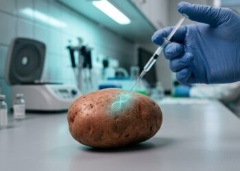 Cientistas inseriram um gene humano ligado à obesidade em batatas e a produção cresceu cerca de 50%