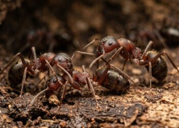 Formigas-carpinteiras fazem amputações precisas e salvam 9 em cada 10 companheiras
