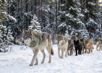 Esqueça tudo o que você ouviu sobre o “macho alfa”: a verdadeira vida dos lobos é completamente diferente