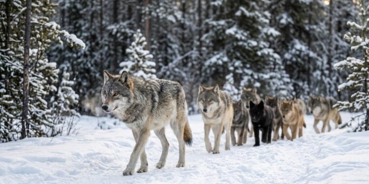 Esqueça tudo o que você ouviu sobre o “macho alfa”: a verdadeira vida dos lobos é completamente diferente