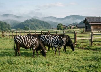 Na Japão, vacas pintadas de zebra já viraram atração turística e os fazendeiros estão lucrando com isso