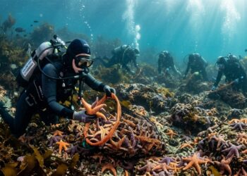Mergulhadores retiram 4.462 estrelas-do-mar invasoras de estuário australiano em uma única operação