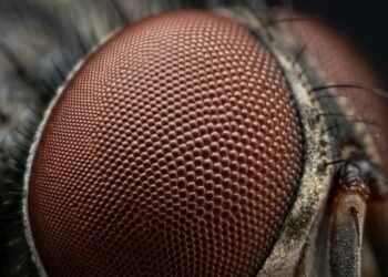 Olho de mosca revela um metamaterial natural que programa curvas em 3D