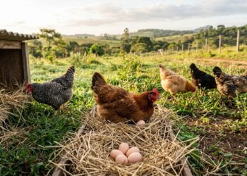 Pesquisadores revelam que galinhas caipiras produzem ovos com o dobro de ômega-3 em relação às de granja, mas só quando têm acesso a um tipo específico de inseto no pasto