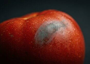 O mistério do tomate acusado de envenenar famílias na Europa
