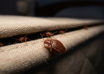 Percevejos em casa? Essa armadilha científica resolve antes que vire infestação
