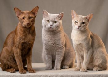 As cores de gato mais raras do mundo e por que algumas quase nunca aparecem
