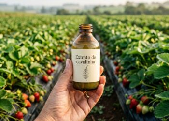 Infusão de cavalinha: Excelente para combater antracnose, mofo-cinzento e podridão
