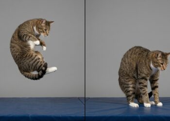 Por que os gatos sempre caem em pé? A física do "Reflexo de Endireitamento”