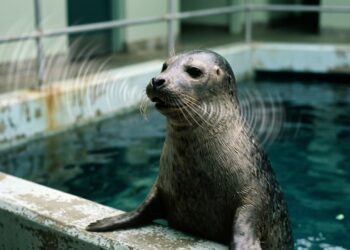 Foca fez o impossível e começou a “falar” em inglês