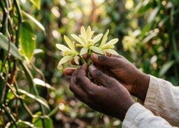 A técnica de um menino de 12 anos que transformou uma especiaria em produto mundial