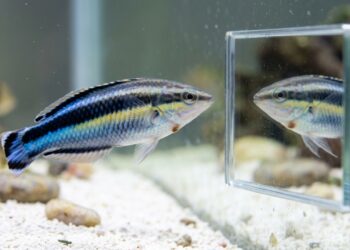 Peixes identificam no espelho uma marca no próprio corpo e tentam removê-la