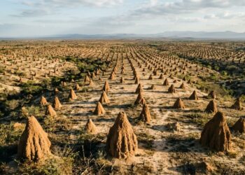 Milhões de montes escondem uma obra de cupins com quase 4 mil anos