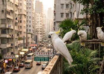 Cacatuas urbanas de Hong Kong podem ser uma salvação genética para seus parentes ancestrais da Indonésia