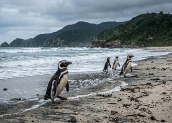 Por que pinguins acabam parando no Brasil?