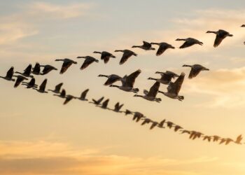 Nem o instinto nem a visão: é a física que define como as aves se organizam ao voar em formação